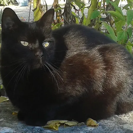 Le Clos De La Salamandre Vendégház