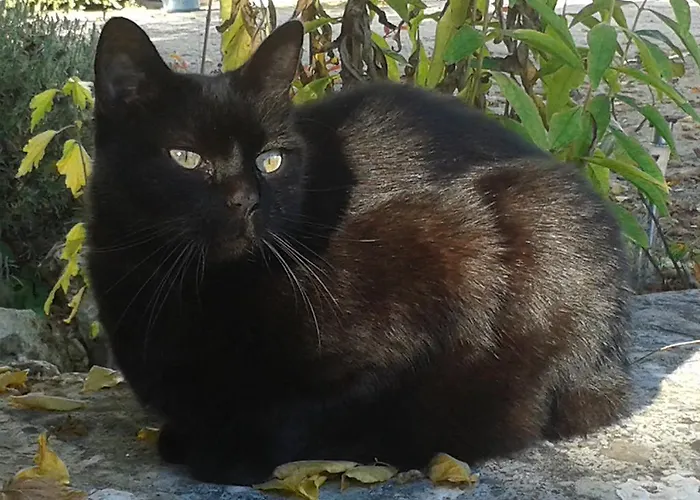 Le Clos De La Salamandre بيت ضيافة